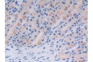 Detection of MFGE8 in Rat Stomach Tissue using Polyclonal Antibody to Milk Fat Globule EGF Factor 8 (MFGE8)