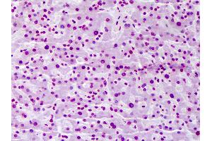 Anti-FBXW7 antibody IHC of human liver. (FBXW7 anticorps  (AA 599-708))