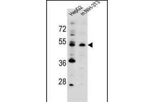 KCMF1 antibody (C-term) (ABIN655481 and ABIN2845002) western blot analysis in HepG2,mouse NIH-3T3 cell line lysates (35 μg/lane). (KCMF1 anticorps  (C-Term))