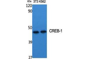 Western Blot (WB) analysis of specific cells using CREB-1 Polyclonal Antibody. (CREB1 anticorps  (Ser257))