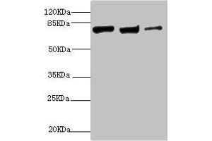 Western blot All lanes: KIF3A antibody at 9. (KIF3A anticorps  (AA 430-699))