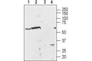 Western blot analysis of Human PC3  prostate carcinoma cell line lysate (lanes 1 and 3) and rat brain membrane (lanes 2 and 4): - 1,2. (alpha 1 Adrenergic Receptor anticorps  (2nd Extracellular Loop, Cys176))