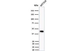 Western Blot Analysis of human HCT116 cell lysate using Cytokeratin 18 Mouse Monoclonal Antibody (DC10). (Cytokeratin 18 anticorps)