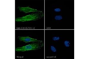 ABIN238557 Immunofluorescence analysis of paraformaldehyde fixed Neuro2a cells, permeabilized with 0.
