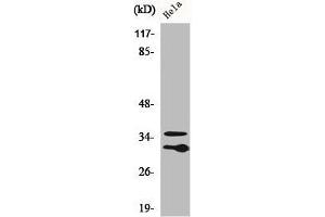 Western Blot analysis of HuvEc cells using C1qL2 Polyclonal Antibody (C1QL2 anticorps  (C-Term))
