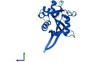 AlphaFold protein structure predicition of Human Recombinant NUDT14 Protein, UniprotID O95848