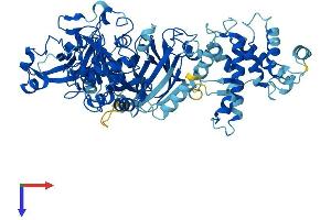 AlphaFold protein structure predicition of Human Recombinant CAPN8 Protein, UniprotID A6NHC0