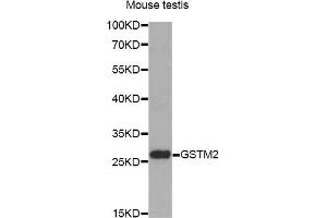 Western blot analysis of extracts of mouse testis, using GSTM2 antibody (ABIN6292965) at 1:1000 dilution. (GSTM2 anticorps)