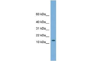 WB Suggested Anti-CHCHD1 Antibody Titration: 0. (CHCHD1 anticorps  (N-Term))