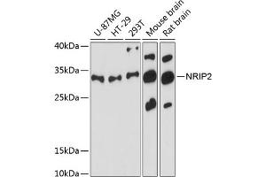 Western blot analysis of extracts of various cell lines, using NRIP2 antibody  at 1:3000 dilution. (NRIP2 anticorps  (AA 1-281))