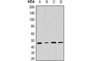 Western blot analysis of PSMC5 expression in HepG2 (A), MCF7 (B), NIH3T3 (C), PC12 (D) whole cell lysates.