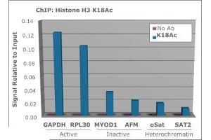 Chromatin Immunoprecipitation Rabbit Anti-Histone H3 [ac Lys18] Antibody.