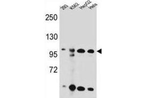 Western Blotting (WB) image for anti-Kinase Suppressor of Ras 2 (KSR2) antibody (ABIN2996197) (KSR2 anticorps)