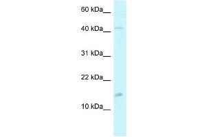Western Blot showing PCBD2 antibody used at a concentration of 1. (PCBD2 anticorps  (C-Term))