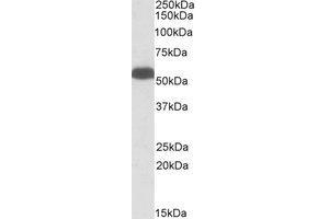 Western Blotting (WB) image for anti-GLUD1 / GLUD2 (Internal Region) antibody (ABIN2464612) (GLUD1 / GLUD2 (Internal Region) anticorps)