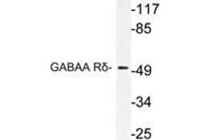 Western blot (WB) analysis of GABAA Rδ antibody in extracts from HT-29 cells. (GABRD anticorps)