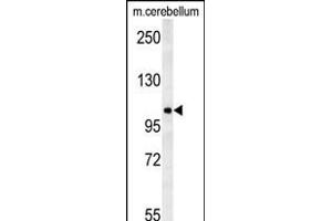 NDST2 Antibody (C-term) (ABIN651945 and ABIN2840469) western blot analysis in mouse cerebellum tissue lysates (15 μg/lane). (NDST2 anticorps  (AA 817-844))