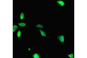 Immunofluorescent analysis of Hela cells using ABIN7167096 at dilution of 1:100 and Alexa Fluor 488-congugated AffiniPure Goat Anti-Rabbit IgG(H+L)