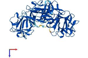 AlphaFold protein structure predicition of Human Recombinant FSCN2 Protein, UniprotID O14926