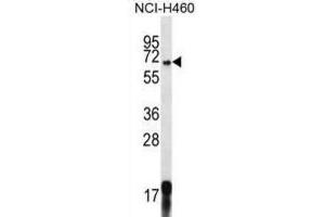 Western Blotting (WB) image for anti-G-Protein Signaling Modulator 1 (GPSM1) antibody (ABIN2996918) (GPSM1 anticorps)