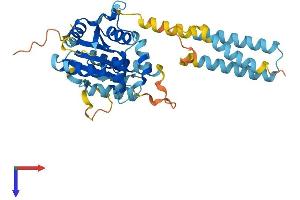 AlphaFold protein structure predicition of Mouse Recombinant Pstk Protein, UniprotID Q8BP74
