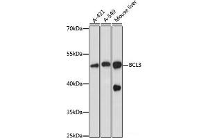 Western blot analysis of extracts of various cell lines using BCL3 Polyclonal Antibody at dilution of 1:1000. (BCL3 anticorps)
