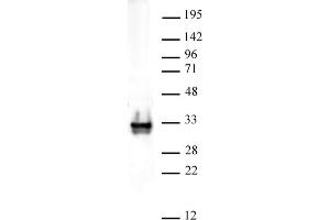 Histone H1 pAb tested by Western blot. (Histone H1 anticorps)