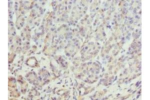 Immunohistochemistry of paraffin-embedded human pancreatic tissue using ABIN7145897 at dilution of 1:100