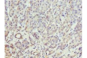 Immunohistochemistry of paraffin-embedded human pancreatic tissue using ABIN7145897 at dilution of 1:100 (BTNL2 anticorps  (AA 246-455))
