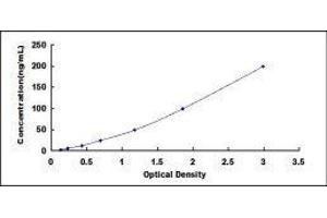 ELISA image for Lactate Dehydrogenase C (LDHC) ELISA Kit (ABIN434207)