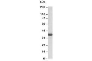 Western blot testing of HEK293 lysate with GAPDH loading control antibody at 0. (GAPDH anticorps  (Biotin))