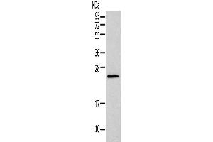 Western blot analysis of Mouse lung tissue using HIST1H1T Polyclonal Antibody at dilution of 1:400 (Histone Cluster 1, H1t (HIST1H1T) anticorps)
