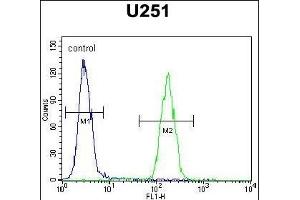 N1 Antibody (N-term) (ABIN654855 and ABIN2844518) flow cytometric analysis of  cells (right histogr) compared to a negative control cell (left histogr).