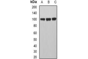 Western blot analysis of MVP expression in A549 (A), Hela (B), HepG2 (C) whole cell lysates. (MVP anticorps)
