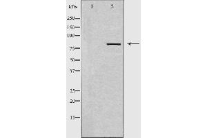 Western blot analysis of extracts from HepG2 cells, using DCLK2 antibody.