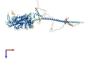 AlphaFold protein structure predicition of Human Recombinant MYO19 Protein, UniprotID Q96H55