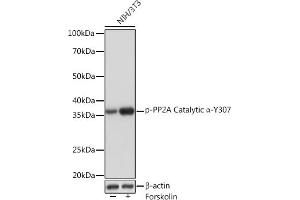 Western blot analysis of extracts of NIH/3T3 cells, using Phospho-PP2A Catalytic α-Y307 Rabbit mAb (ABIN7269684) at 1:1000 dilution. (PPP2CA anticorps  (pTyr307))