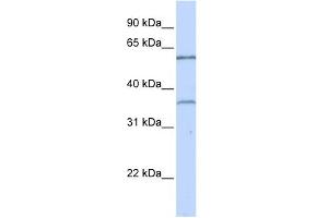 WB Suggested Anti-TBX15 Antibody Titration:  0.