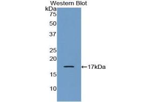Western blot analysis of the recombinant protein. (CRH anticorps  (AA 28-160))