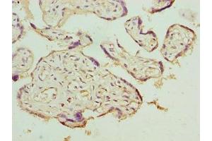 Immunohistochemistry of paraffin-embedded human placenta tissue using ABIN7158182 at dilution of 1:100