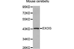 Western Blotting (WB) image for anti-Endo/exonuclease (5'-3'), Endonuclease G-Like (EXOG) antibody (ABIN1875483) (EXOG anticorps)