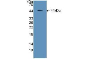 Detection of Recombinant ELOA, Mouse using Polyclonal Antibody to Elongin A (ELOA) (TCEB3 anticorps  (AA 76-345))