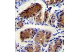 Immunohistochemistry analysis in formalin fixed and paraffin embedded human stomach tissue reacted with LUC7L Antibody (Center) followed by peroxidase conjugation of the secondary antibody and DAB staining. (LUC7L anticorps  (Middle Region))