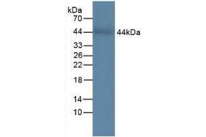 Detection of CHI3L1 in Human Serum using Polyclonal Antibody to Chitinase-3-like Protein 1 (CHI3L1) (CHI3L1 anticorps  (AA 112-377))