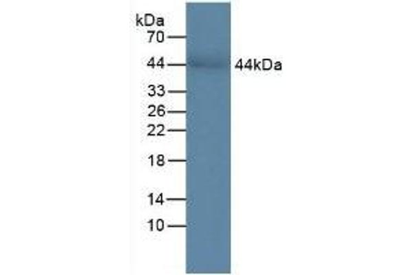CHI3L1 antibody  (AA 112-377)