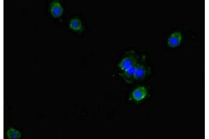 Immunofluorescent analysis of Hela cells using ABIN7154573 at dilution of 1:100 and Alexa Fluor 488-congugated AffiniPure Goat Anti-Rabbit IgG(H+L)
