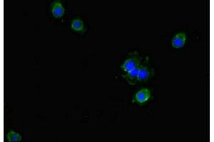 Immunofluorescent analysis of Hela cells using ABIN7154573 at dilution of 1:100 and Alexa Fluor 488-congugated AffiniPure Goat Anti-Rabbit IgG(H+L) (GCHFR anticorps  (AA 11-55))