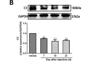Minocycline reverted the A1/A2 ratio of reactive astrocytes and relieved mechanical allodynia in rats after SMIR. (GAPDH anticorps)