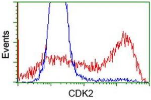 HEK293T cells transfected with either RC200494 overexpress plasmid (Red) or empty vector control plasmid (Blue) were immunostained by anti-CDK2 antibody (ABIN2454524), and then analyzed by flow cytometry. (CDK2 anticorps)