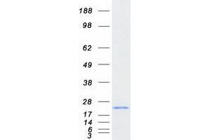 Validation with Western Blot